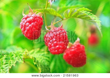 Himbeere