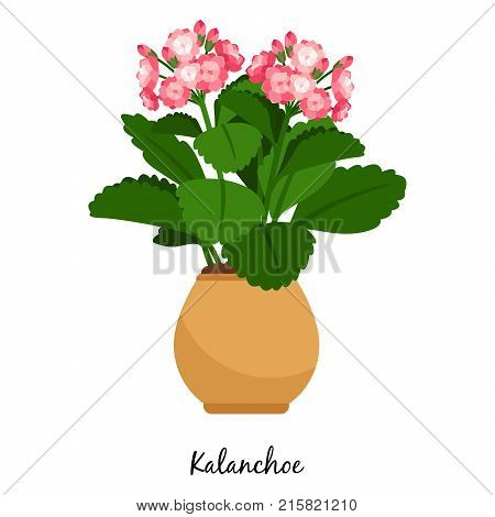 Kalanchoe plant in pot isolated on the white background, vector illustration