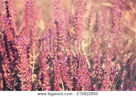 Blooming garden sage (common sage culinary sage) Salvia officinalis. Field of fresh purple flowers. Pink summer meadow sage background