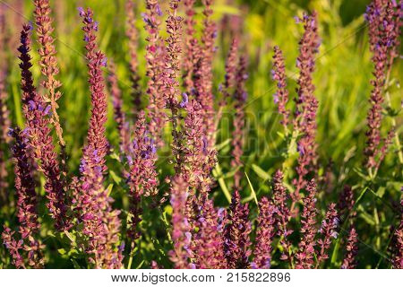 Blooming garden sage (common sage culinary sage) Salvia officinalis. Field of fresh purple flowers. Pink summer meadow sage background