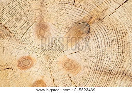 Wood structure background. Lumber industrial wood texture timber butts background. Butt end of a processed wooden beam. Glued beams