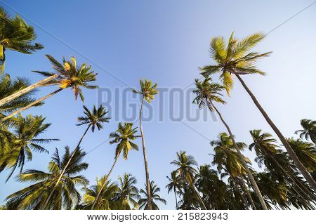 Beautiful Tropical Sunset With Palm Trees
