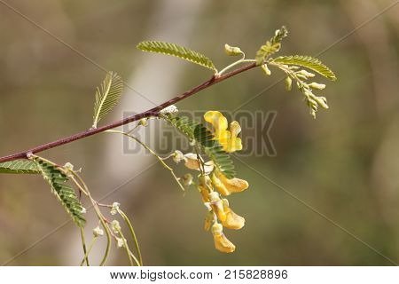 Egyptian Riverhemp (sesbania Sesban)