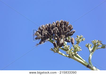 Seeds Of An American Aloe