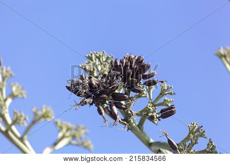 Seeds Of An American Aloe