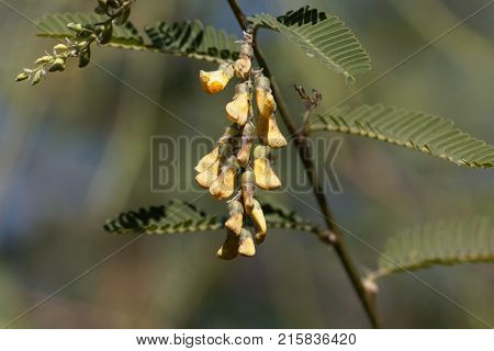 Egyptian Riverhemp (sesbania Sesban)