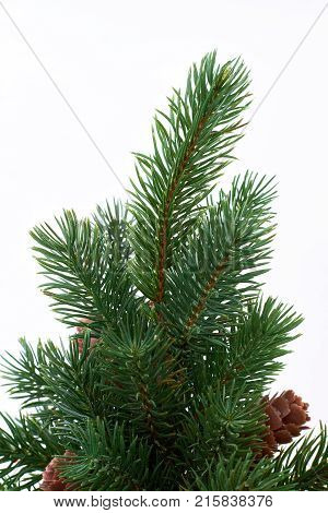 Branch of evergreen Christmas tree. Green Christmas spruce with cones isolated on white background close up. Evergreen Christmas plant.