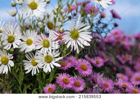 May Flowers Field Of Camomiles In Garden