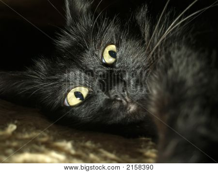 Gatto raccapricciante