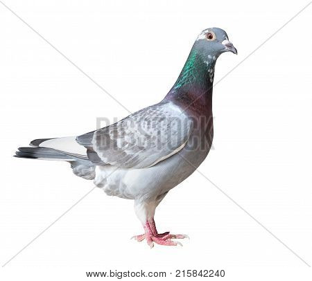 side view full body of homing pigeon bird isolated white background