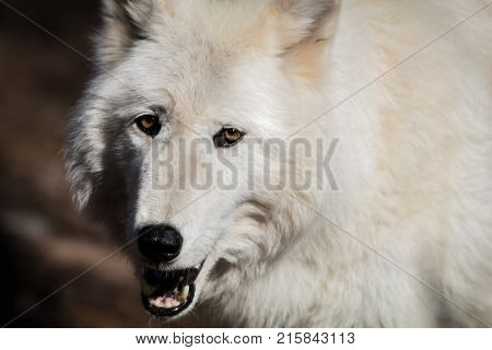 White Arctic wolf (Canis lupus arctosportrait) closeup in the fall