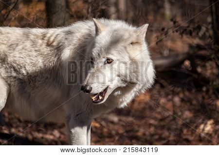 White Arctic wolf (Canis lupus arctosportrait) in the fall forest with head turned and mouth open
