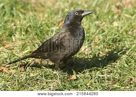 Female Common Grackle quiscalus quiscula on a grassy lawn