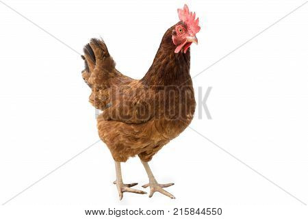brown hen isolated on white copy space.