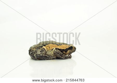 Bullfrog (Kaloula pulchra Microhylinae) isolated on white background.