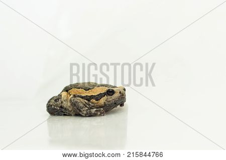 Bullfrog (Kaloula pulchra Microhylinae) isolated on white background.