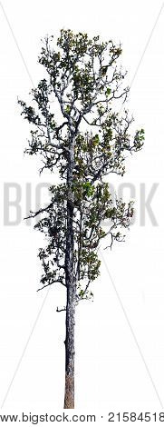 Tree isolated backgroundIron wood tree is deciduous isolated on white background (Pyinkado).