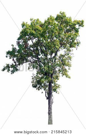 Tree isolated backgroundIron wood tree is deciduous isolated on white background (Pyinkado).