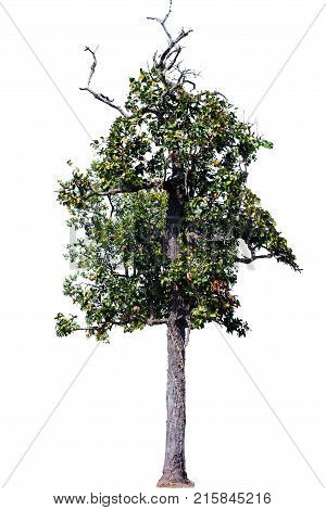 Tree isolated backgroundIron wood tree is deciduous isolated on white background (Pyinkado).