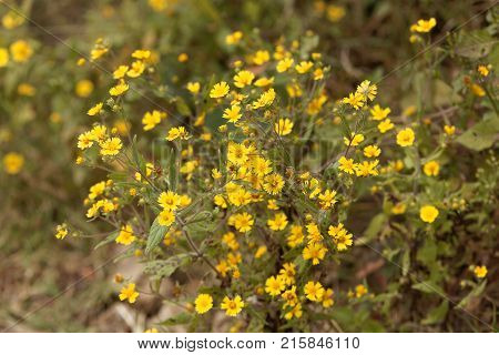 Flowers Of Guizotia Schimperi