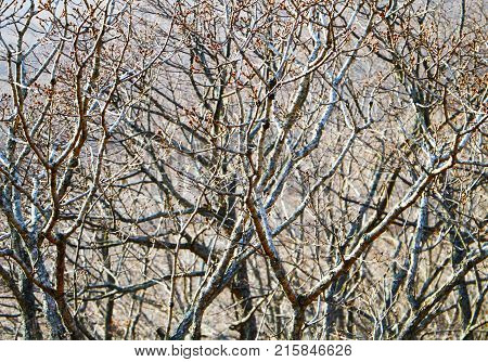 Close up of bare tree brunches with buds.