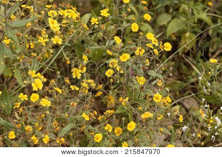 Flowers Of Guizotia Schimperi