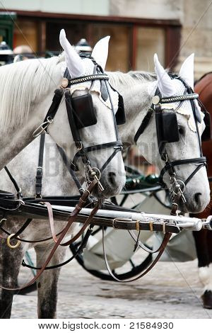 Fiaker caballos