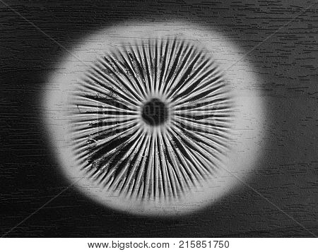 a mushroom spore print on black background