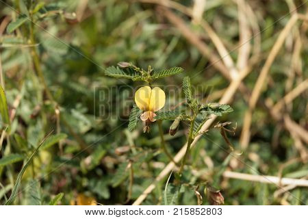 Indian Jointvetch (aeschynomene Indica)