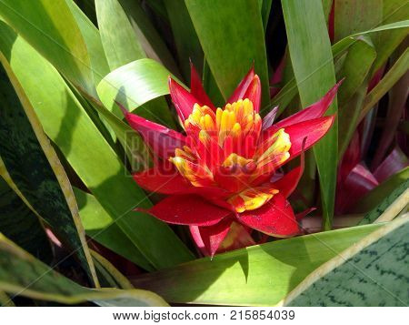 Urn Plant (Aechmea fasciata) flower in garden Sunlight at flower