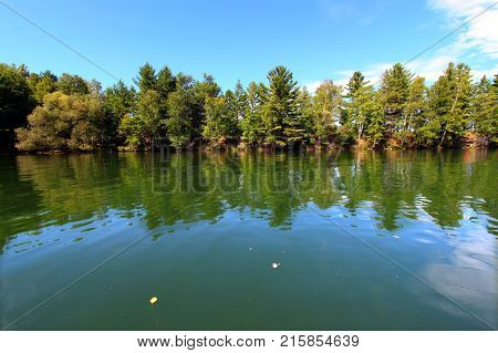Pine trees along the shoreline of Lake Minocqua in northwoods Wisconsin