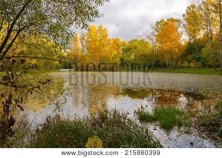 October morning in the Park, trees with yellow leaves in the pond.
