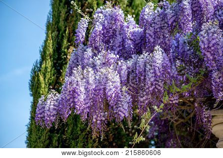Beautiful Purple Wisteria Flowers