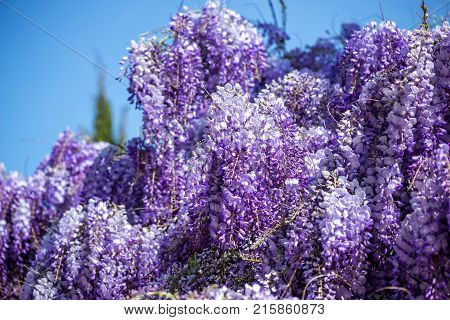 Beautiful Purple Wisteria Flowers