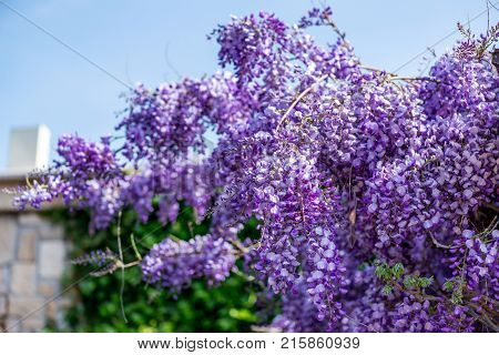 Beautiful Purple Wisteria Flowers