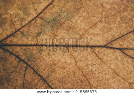 Brown leaf texture and background. Macro view of dry leaf texture. Organic and natural pattern. Abstract texture and background for designers. Dry leaves background. Close up of brown leaf texture.