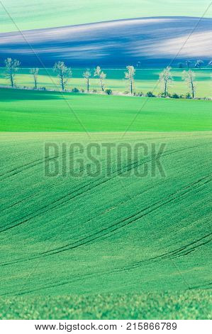 Landscape with rolling wavy green fields pattern texture of south moravia in springtime. Czech republic. Vibrant multicolored bright outdoors verticla image.