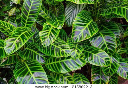 Close Up Dumb Cane Leaves Or Dieffenbachia, Calathea- Nature Background.