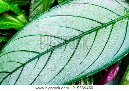 Close Up Dumb Cane Leaves Or Dieffenbachia, Calathea- Nature Background.