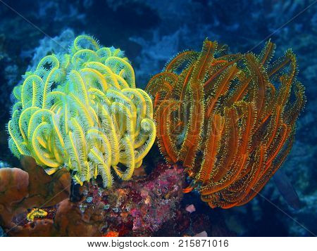 The amazing and mysterious underwater world of the Philippines, Luzon Island, Anilаo, crinoid