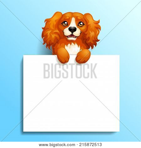The red dog Cocker Spaniel stands with paws on a white banner or a poster on blue background. A vector illustration in cartoon 3d style.