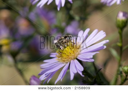 Schwebfliegen