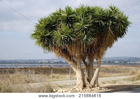 Dragon blood tree near the Las Salinas of Torrevieja. Spain