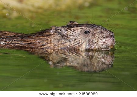 Rata almizclera nadando en el río