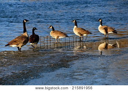 Canada geese standing on ice by an open body of water