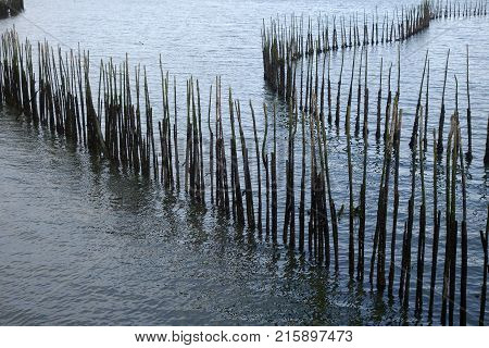 Bamboo Wall In The Sea