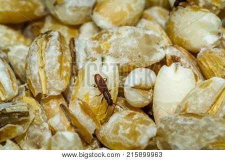 Beetles Crawl On The Rump