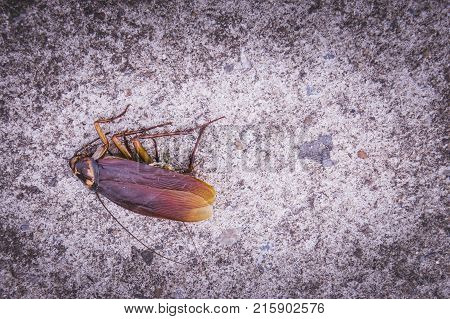 Cockroaches lying dead on the floor , animal dead on streed