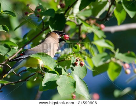 Ampelis comer Berry