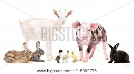 Group of cute farm animals together, isolated on white background